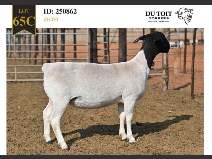 250862 | DU TOIT DORPERS