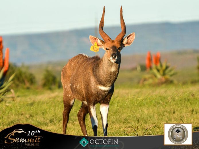 Bushbuck Ram - Son of 18 5/8" Silkaats