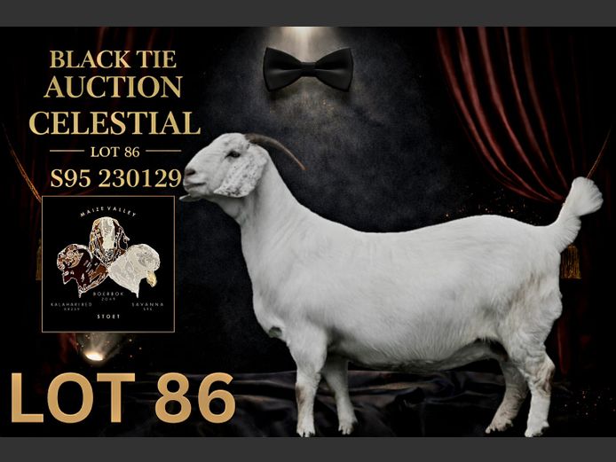 95230129 | Maize Valley Savanna stoet