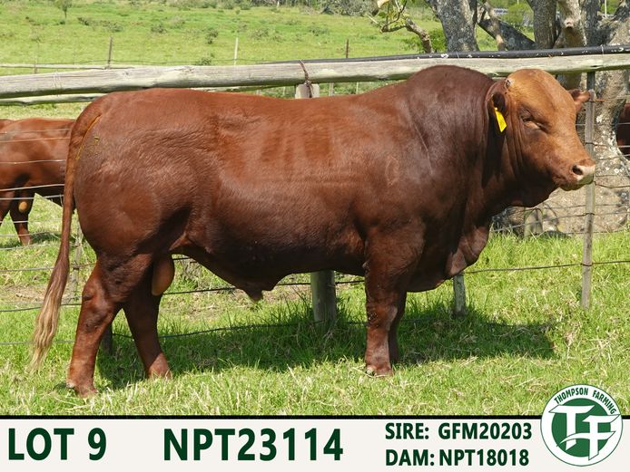 NPT230114