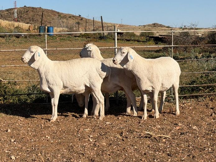 5 - 246 | De Hoop Boedery