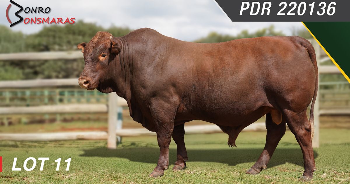 Lot 11 | SYFERFONTEIN BONSMARAS 26STE PRODUKSIEVEILING | SwiftVEE ...
