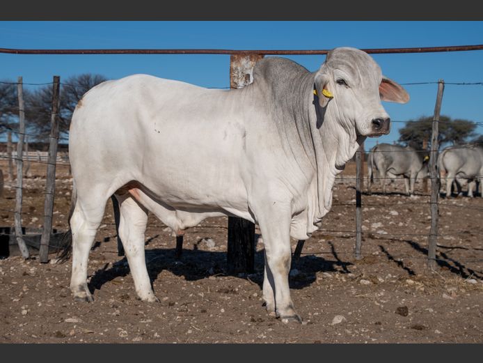 22-0224FK | WANETTA BRAHMANE