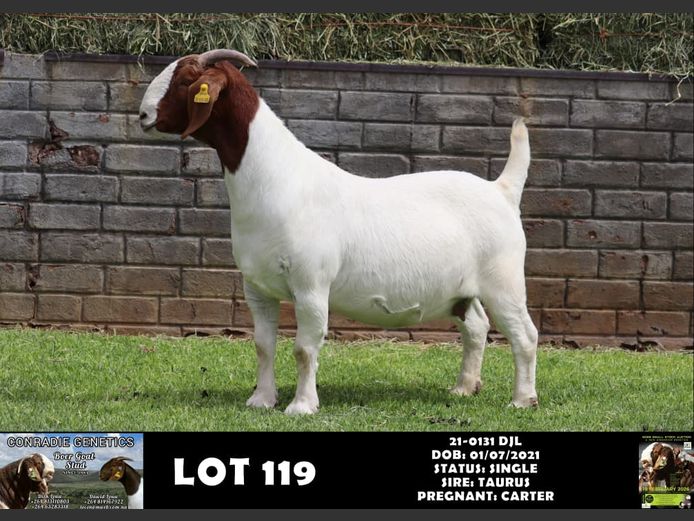 21-0131 DJL | DIRK LOUW