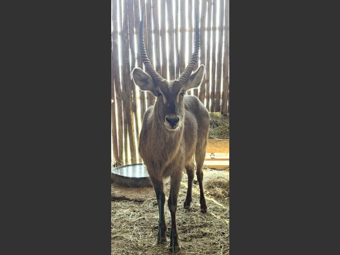 Waterbok Bul