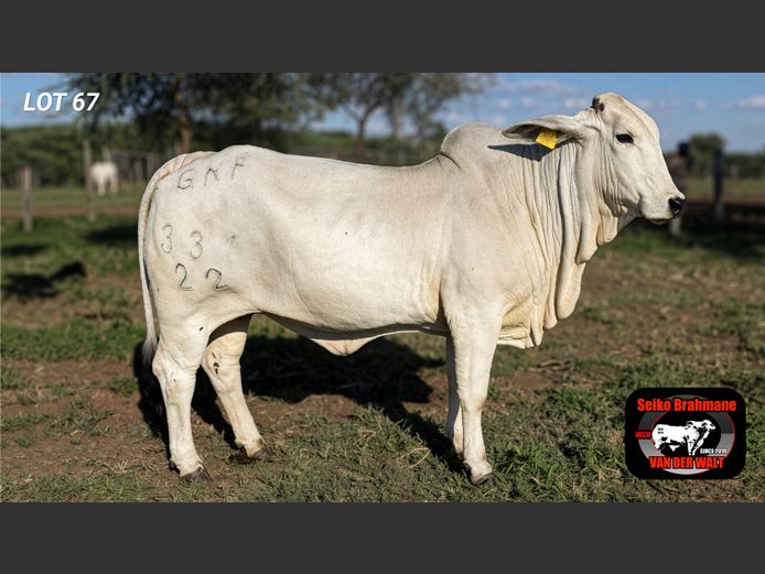 Commercial Animals | SEIKO BRAHMANE