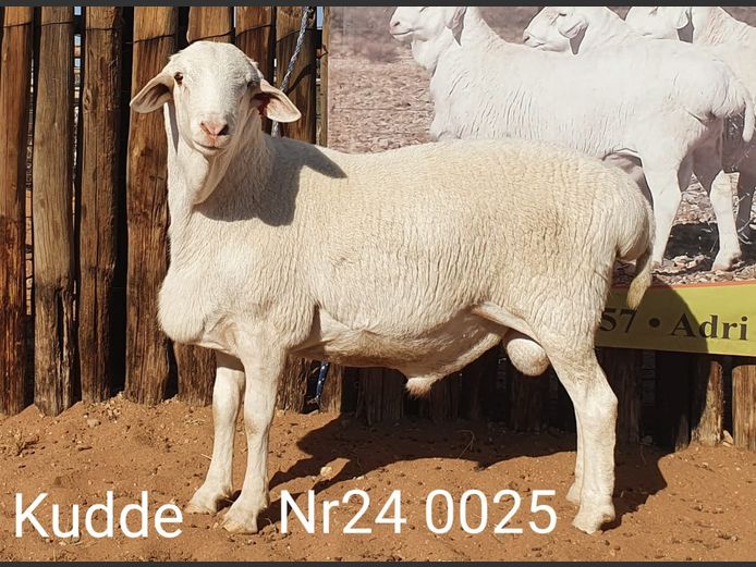 24025 | Johan Stadler