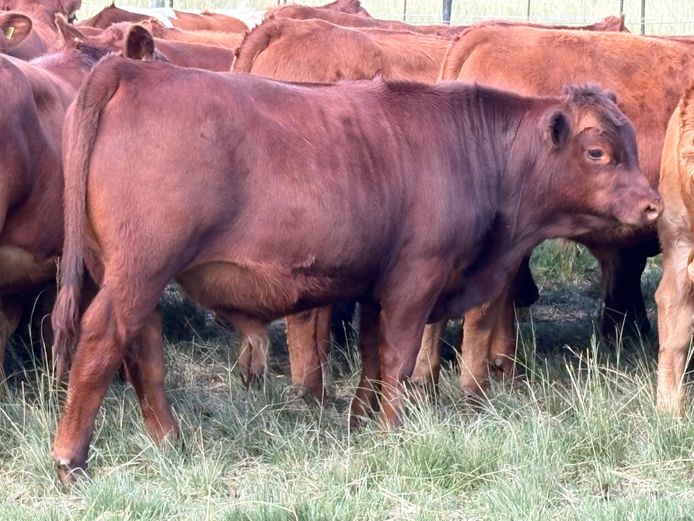 Intact Bull Calves | Tweeddale Farming