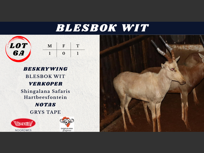 BLESBOK WIT