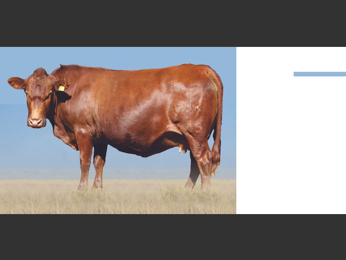 Commercial Animals 