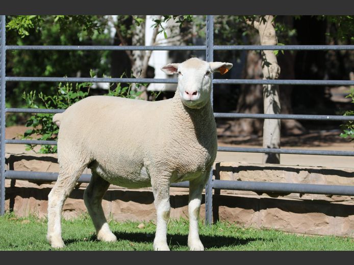 DZ 240229 | 2 STEYNS BOERDERY