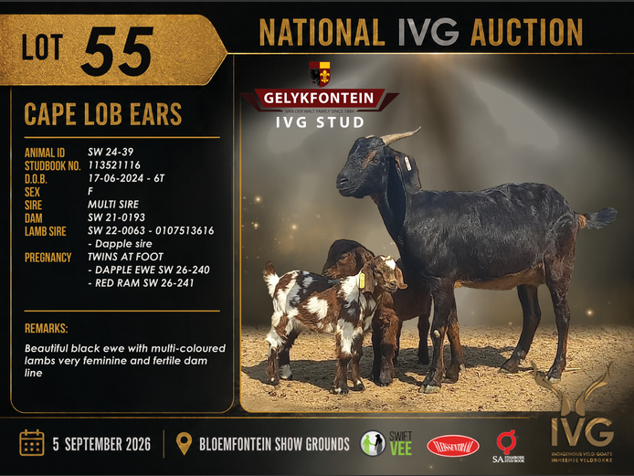 SW24-39 | GELYKFONTEIN STUD