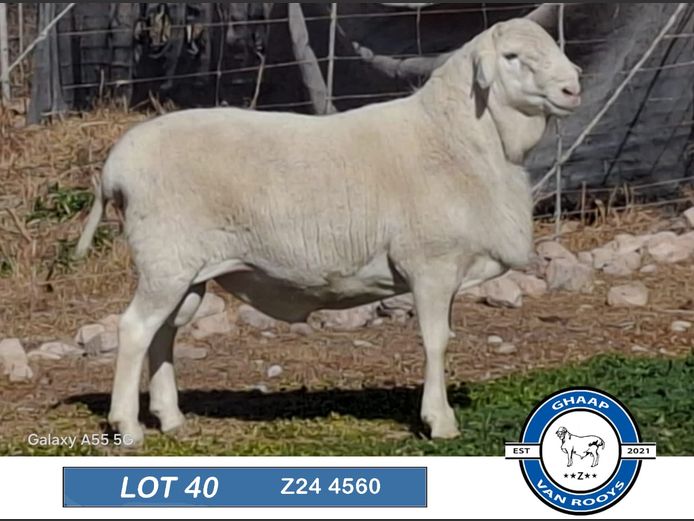 Z 24 4560 | Ghaap van Rooys