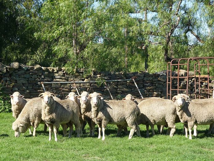 Ewes | Broclin Farming