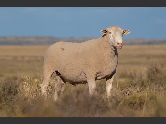 HE 240220 | EKSTEEN’S HATARI DORMER STUD