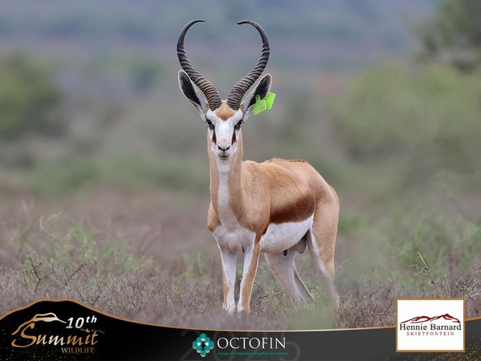 18" Springbok Ram