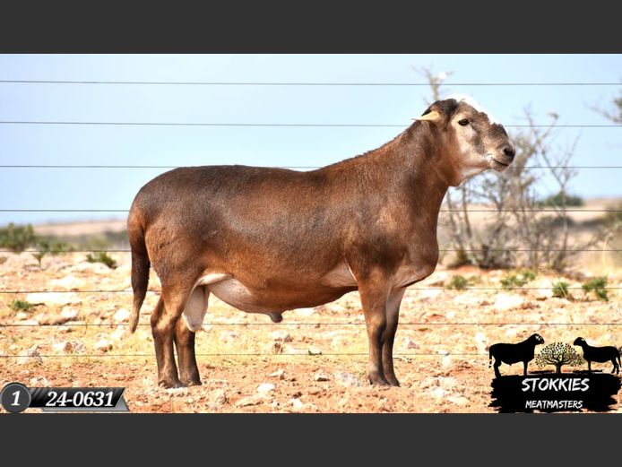 HWH24-0631 | Stokkies Meatmasters