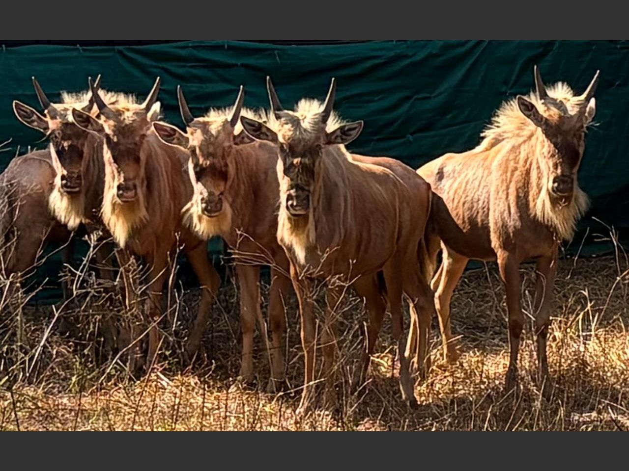 images