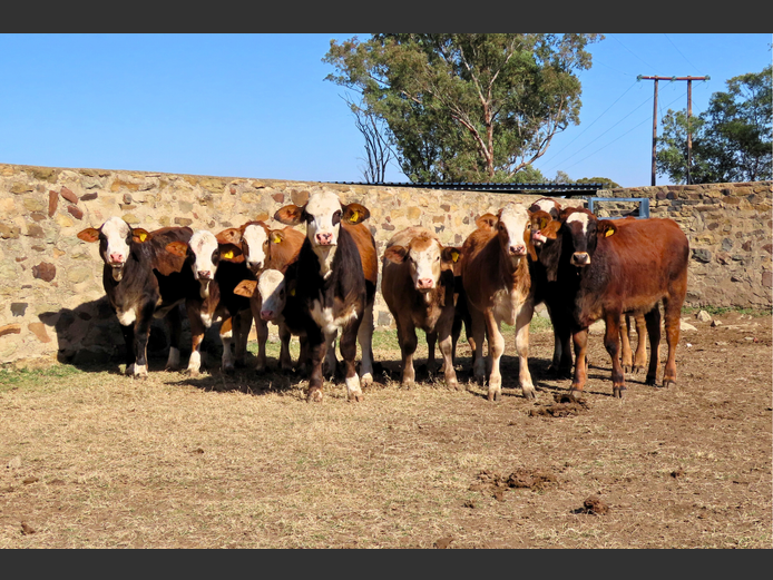 Commercial Animals