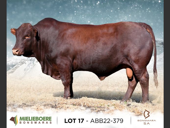 ABB 220379 | ALLEM BROTHERS (PTY) LTD