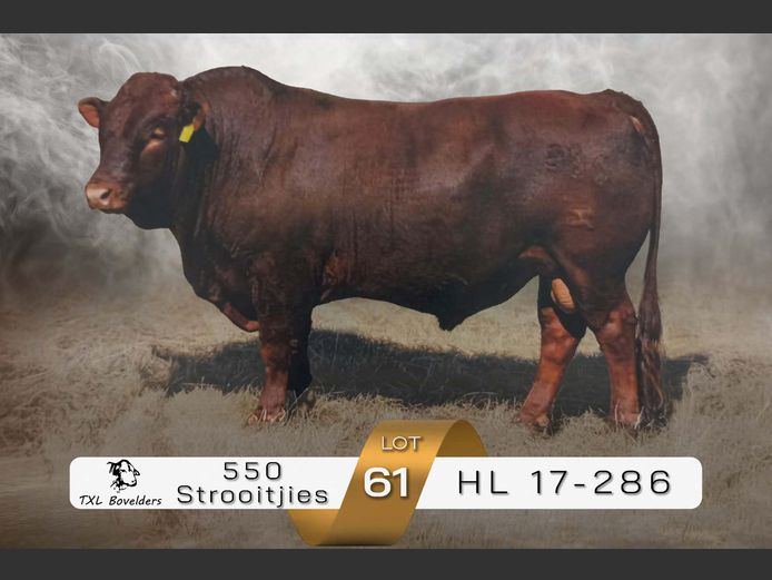 SEMEN | HL 17-286