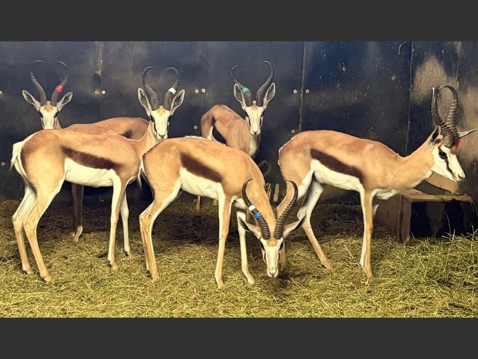 Damara Springbok Ram (Jong Ram)