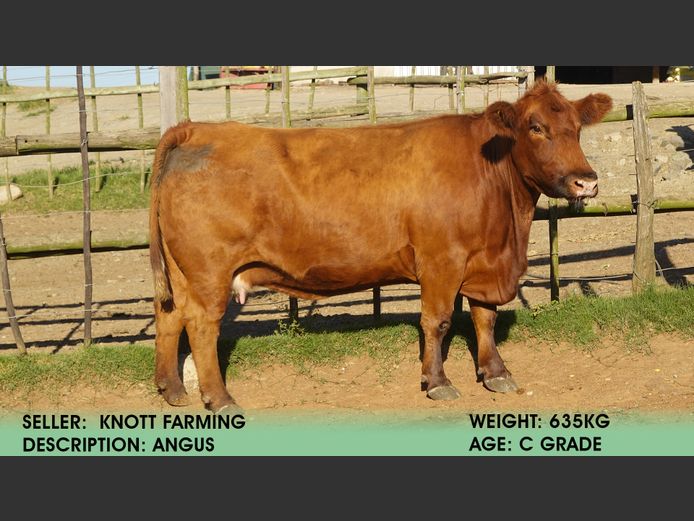 Cow | Knott Farming