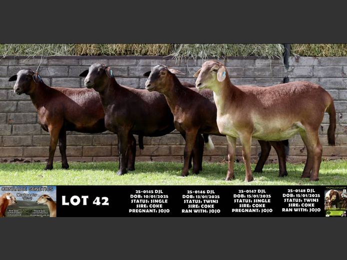 25-0145 DJL | 25-0146 DJL | 25-0147 DJL | 25-0148 DJL | DIRK LOUW