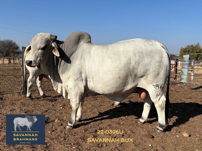 22-0396U | SAVANNAH BRAHMANS