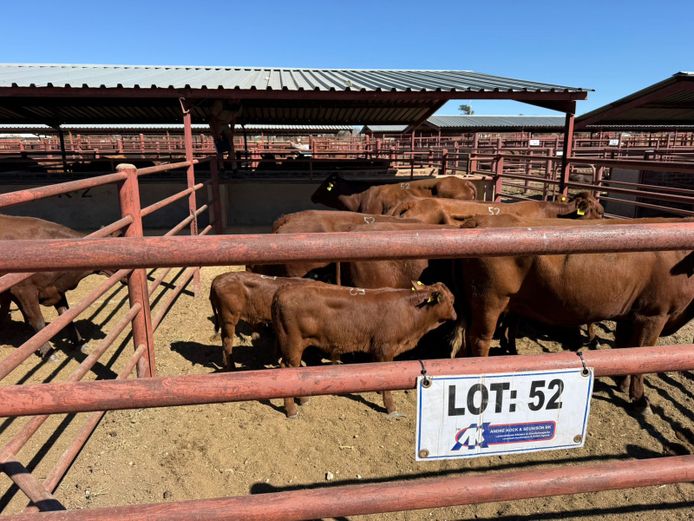 Commercial Animals | Mac Farms