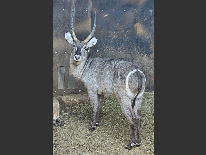 WATERBUCK | KOLOBE WILDLIFE