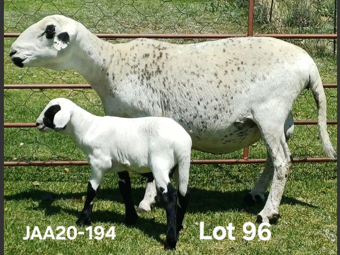 JAA 20-194 | Aucamp Meatmaster