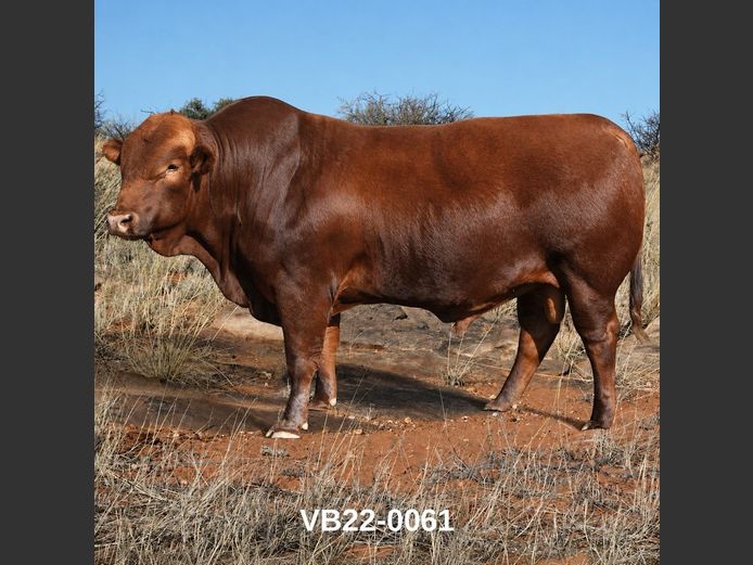 22-0061VB | VLEISBLOK BEEFMASTERS