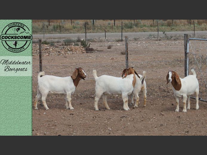 24-583 / 24-590 / 24-579 / 24-400 | Middelwater Boergoats