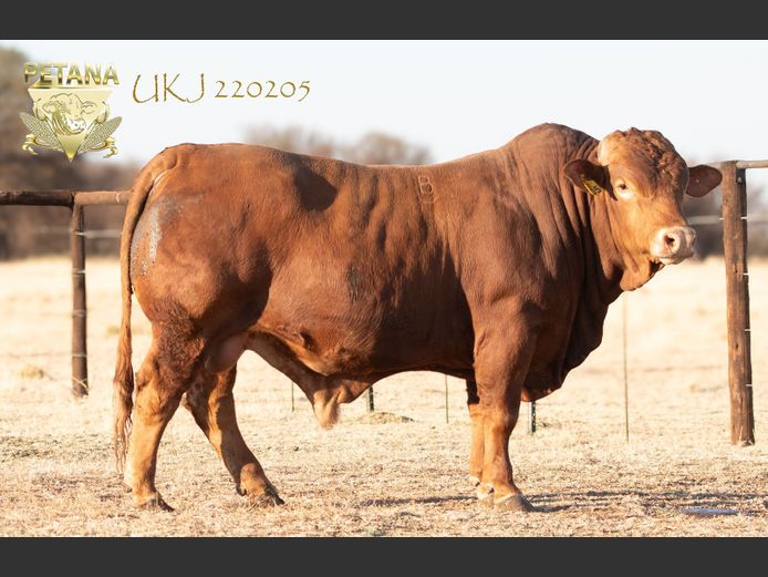 UKJ 220205