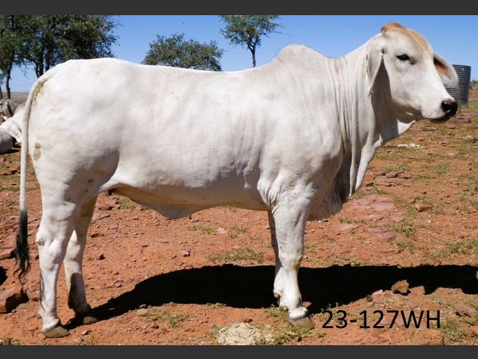 23-0127WH | SWARTRANTE BRAHMANE