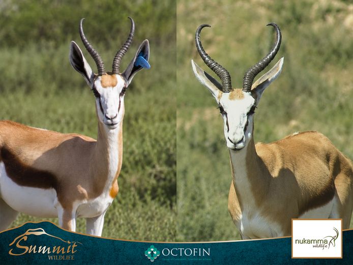 12"-13"+ DAMARA SPRINGBOK EWES RW 17 4/8" "MAGNUS"