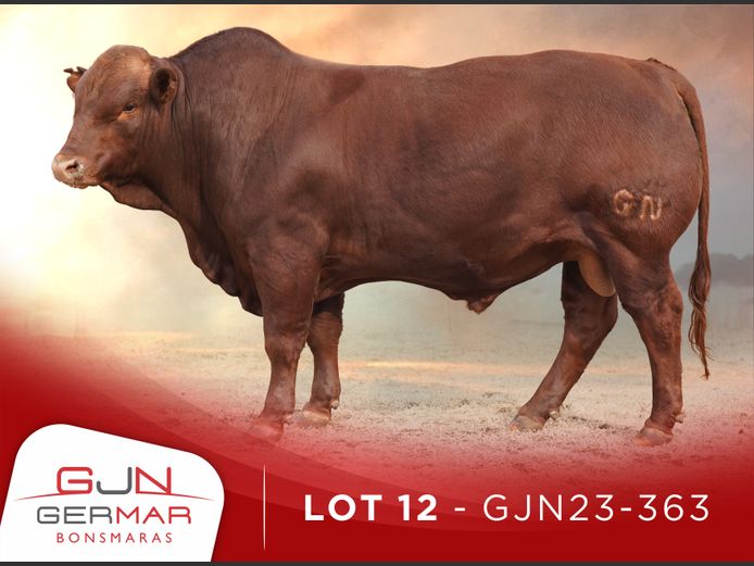 GJN230363