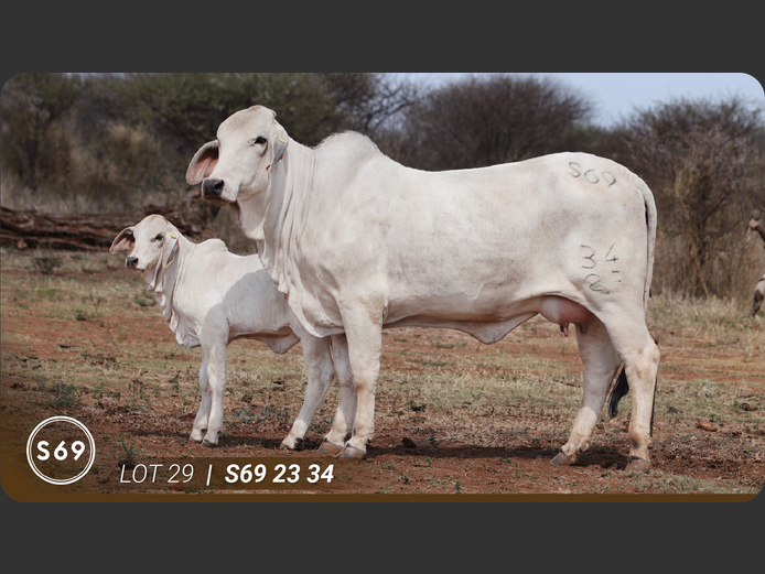 S692334 | JP Sakebelange BK