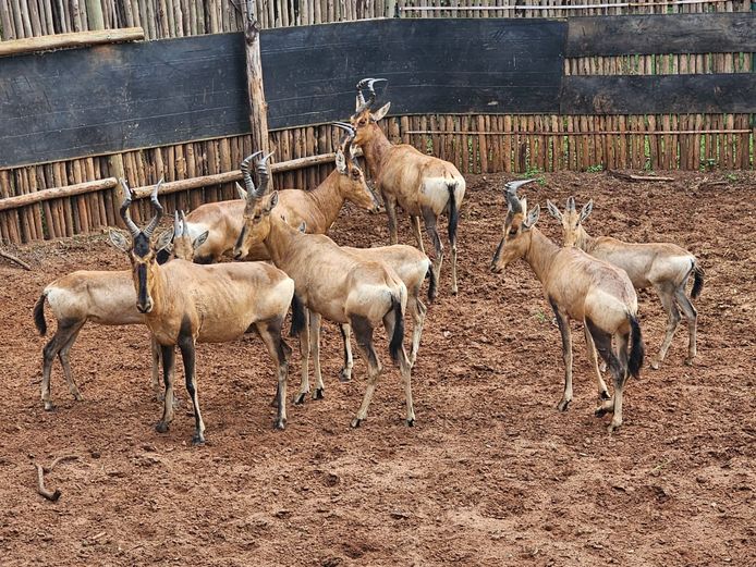 RED HARTEBEEST | HELICON
