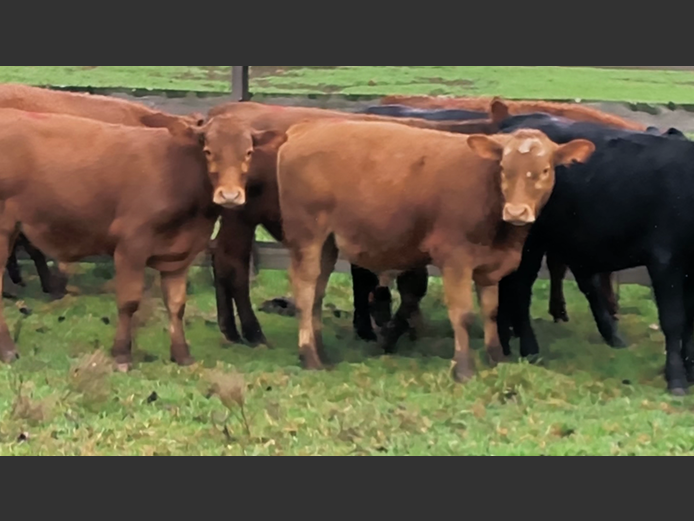 Weaners | Esk River Farming