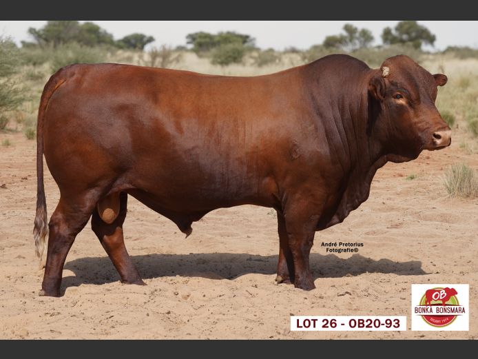 OB  200093 | BONKA BONSMARA (PTY) LTD