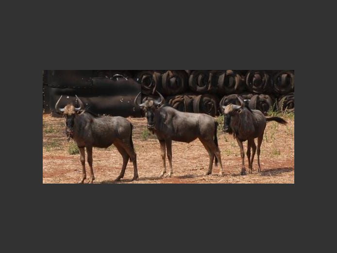 BLUE WILDEBEEST
