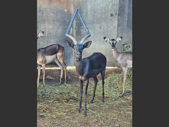 BLACK IMPALA | BUFFELSPOORT