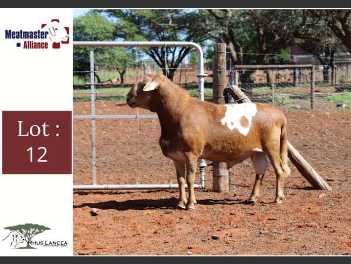 LL23 211 | Rhus Lancea