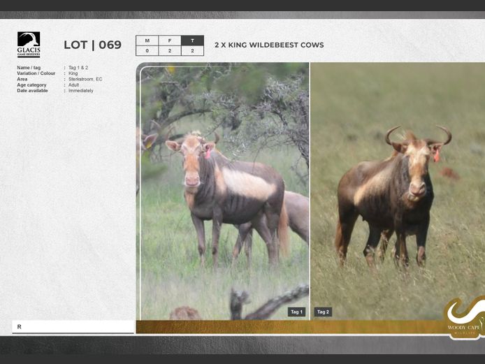 Wildebeest - King | G.E. Harvey