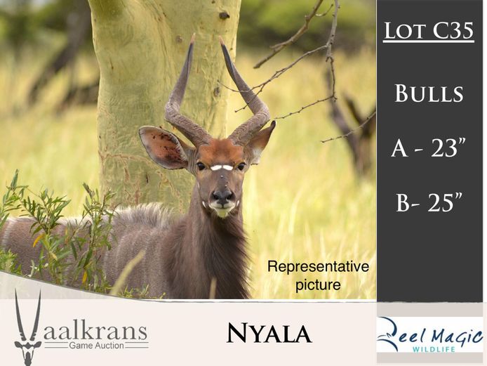 Nyala Bulls