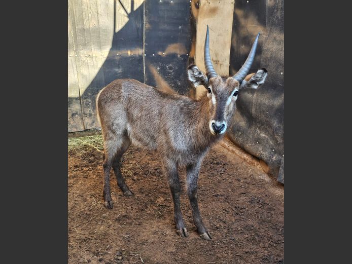 WATERBUCK | RIPICA TRUST