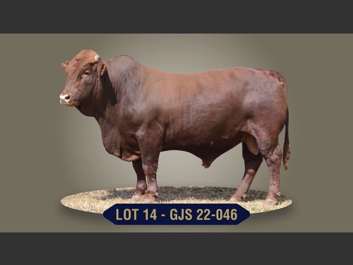 GJS220046 | G.J. STRYDOM