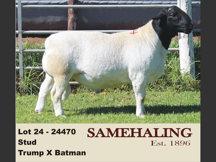 24470-330 | SAMEHALING DORPERS
